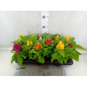 Celosia arg. PL   ...