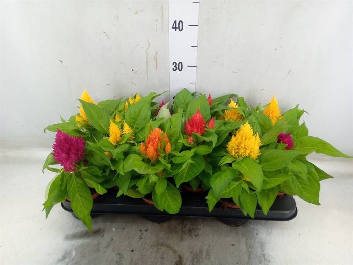 <h4>Celosia arg. PL   ...</h4>