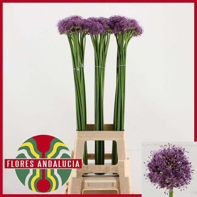 ALLIUM GLADIA