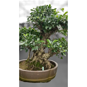 Ficus retusa, pot 49cm. Height 80cm.( single item)