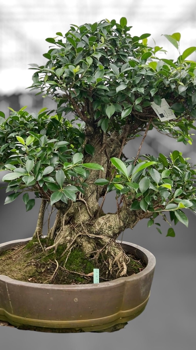 <h4>Ficus retusa, pot 49cm. Height 80cm.( single item)</h4>