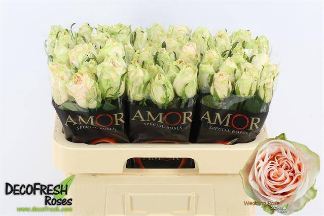 <h4>R GR WEDDING ROSE</h4>