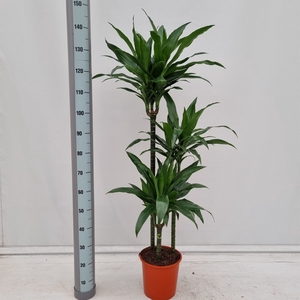 Dracaena frag. 'Janet Craig'