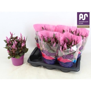 CEL WILD PINK