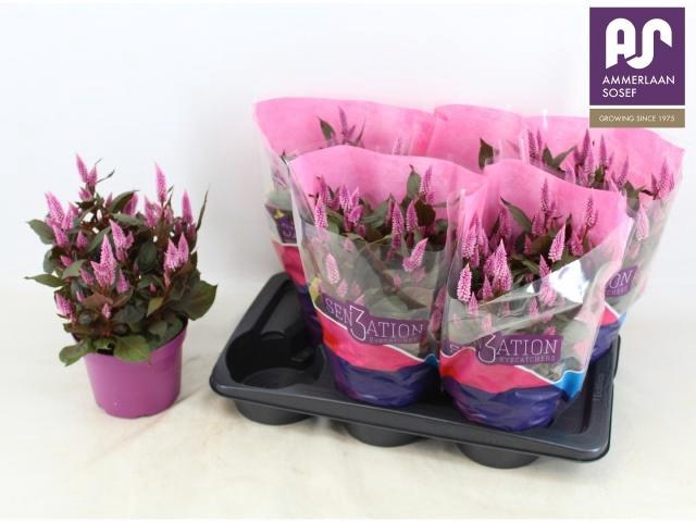 <h4>CEL WILD PINK</h4>