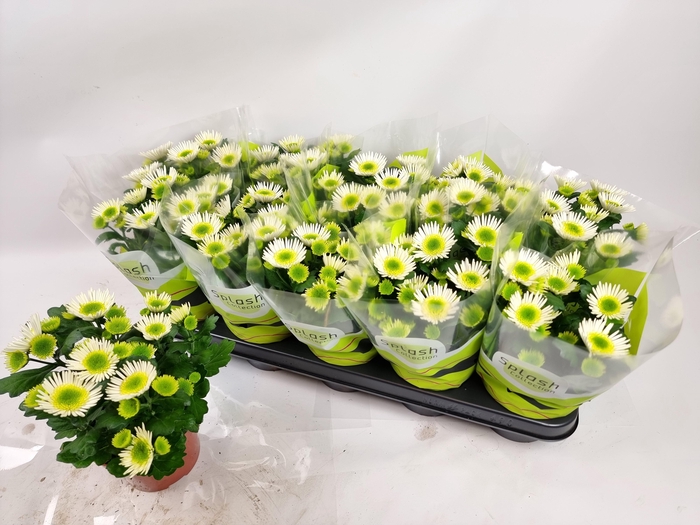 <h4>CHRYS SPLASH MEADOW</h4>