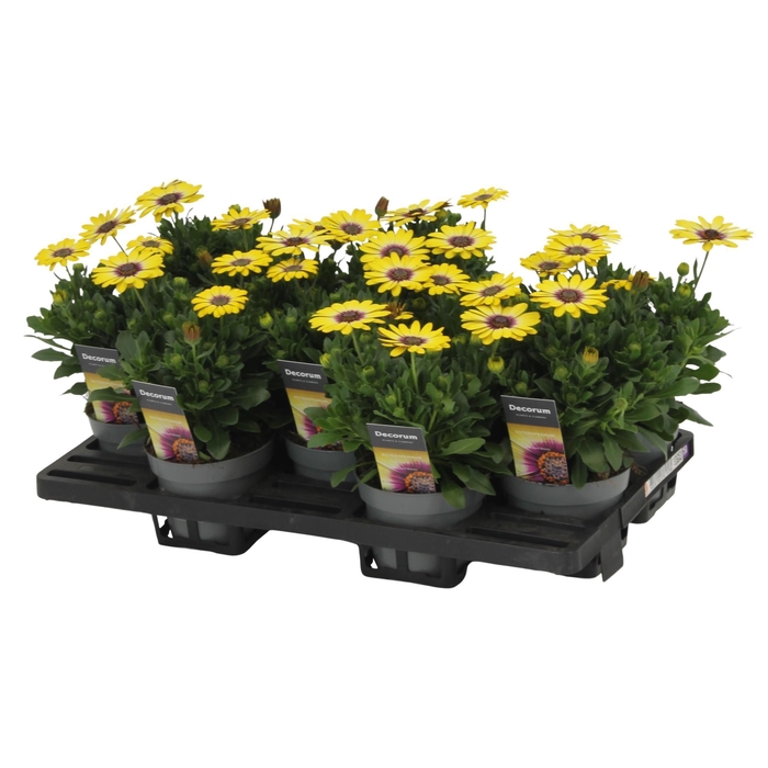 <h4>Osteospermum Blue Eyed Beauty Decorum</h4>