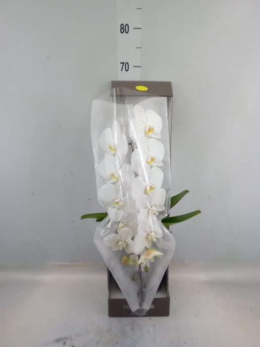 <h4>Phalaenopsis   ...white</h4>