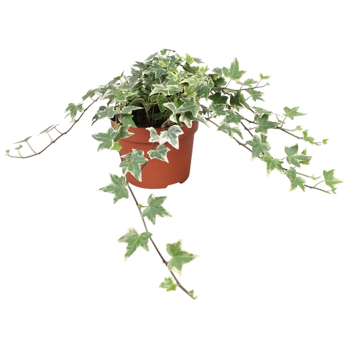 <h4>Hedera helix 'Eva'</h4>