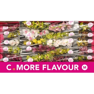 Mini cymbidium 'Mix' 40 cm