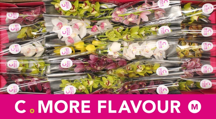 <h4>Mini cymbidium 'Mix' 40 cm</h4>