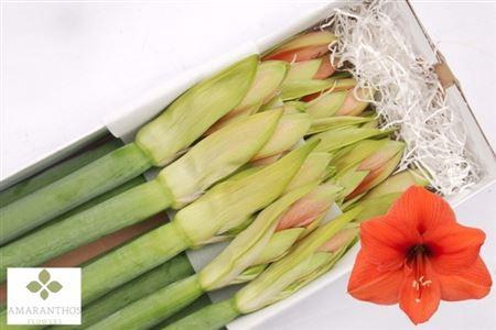 <h4>Hipp Ga Desire</h4>