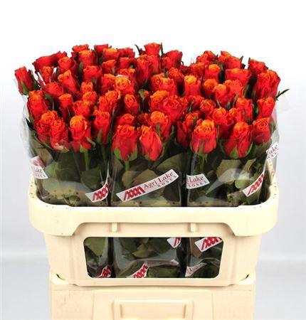 <h4>R Gr Espana</h4>