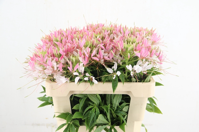 <h4>CLEOME SP HELEN CAMP</h4>
