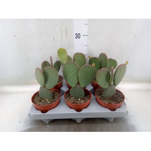 Opuntia microdasys