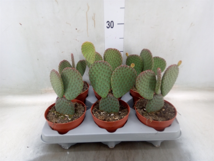 <h4>Opuntia microdasys</h4>
