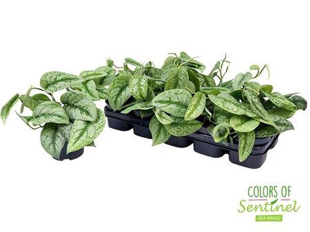 <h4>Scind Pict Trebie</h4>