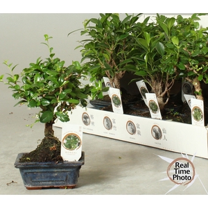 BONSAI GEM
