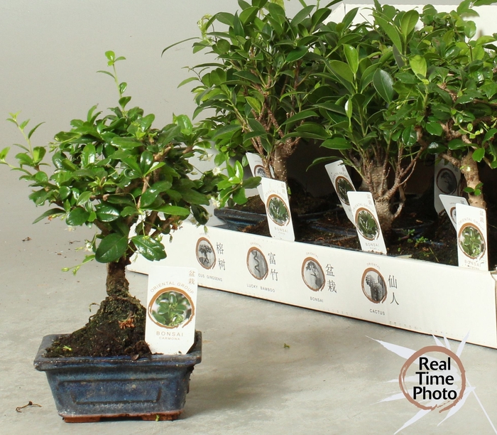 <h4>BONSAI GEM</h4>