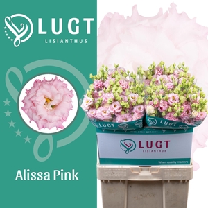 Lisianthus Alissa Pink