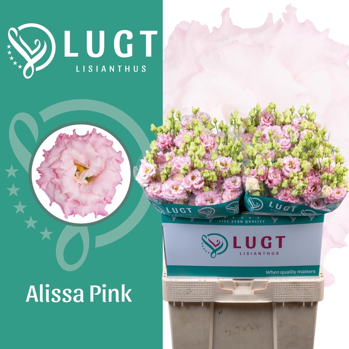 <h4>Lisianthus Alissa Pink</h4>