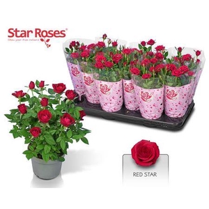 Ro Red Star
