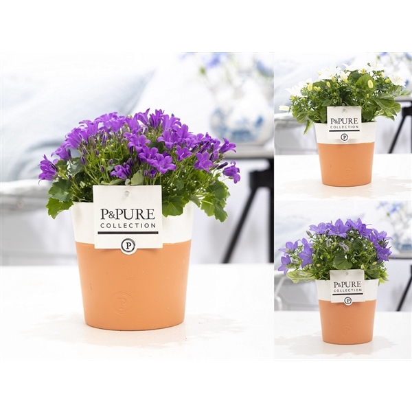 <h4>Campanula Mix Pure Terra Cotta</h4>