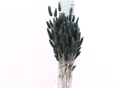 <h4>Dried Lagurus Bleached Black Bs</h4>