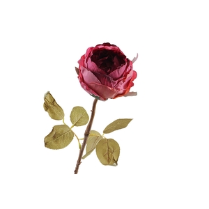 Rosa Dried Burgundy