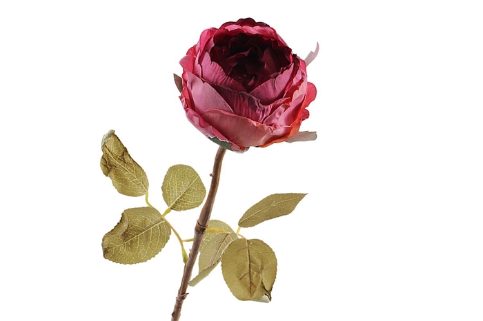 <h4>Rosa Dried Burgundy</h4>