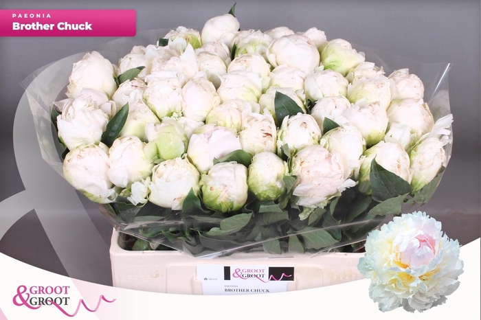 <h4>PAEO L BROTHER CHUCK</h4>