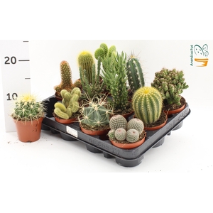 CACTUS GEM