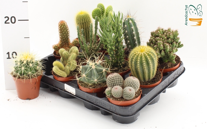 <h4>CACTUS GEM</h4>