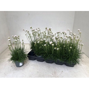 ARME MAR ARMAD WHITE