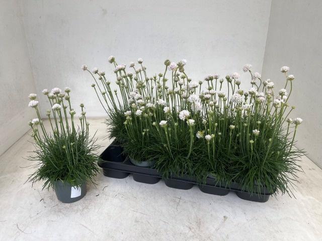 <h4>ARME MAR ARMAD WHITE</h4>