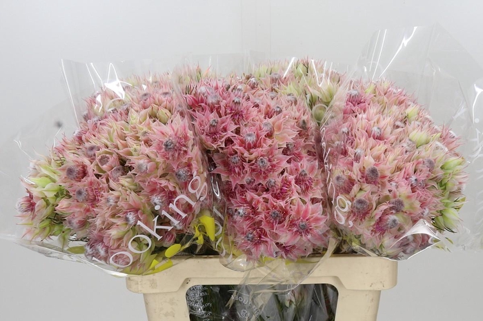 <h4>Blushing Bride Bridal Pink</h4>