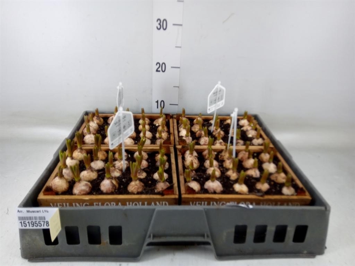 <h4>Arr. Muscari L%</h4>