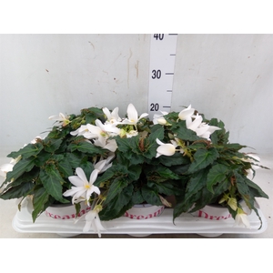 Begonia boliv. 'Encanto White'