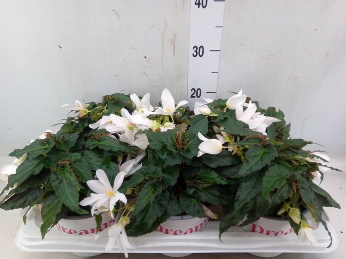 <h4>Begonia boliv. 'Encanto White'</h4>
