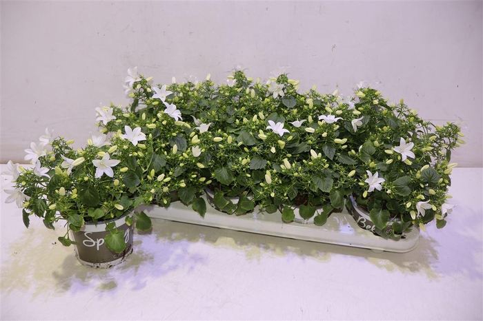 <h4>Camp St Wh Spr Bell</h4>