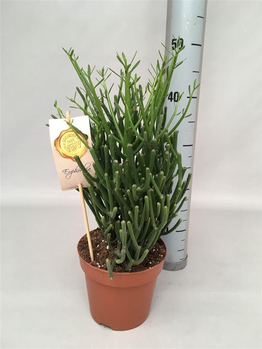 <h4>EUPHOR TIRUCALLI</h4>