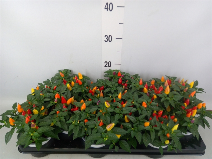 <h4>Capsicum annuum 'Acapulco Multicol'</h4>