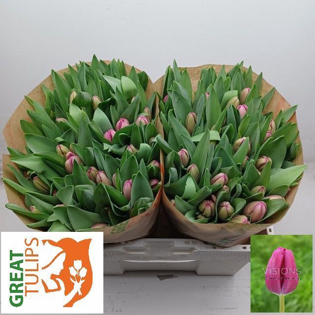 <h4>Tulipa si furand purple</h4>