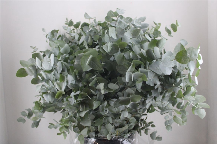 <h4>Euca Cinerea 400gr P Bunch</h4>