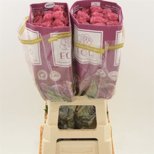 Rosa gr Ov Lola