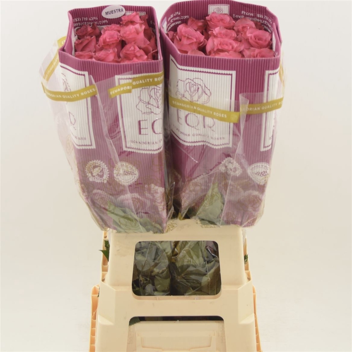 <h4>Rosa gr Ov Lola</h4>