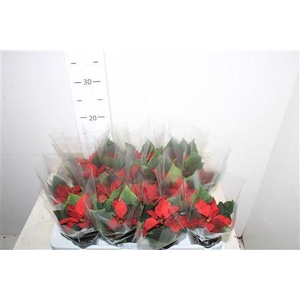 Euphor Pulcherrim Ov