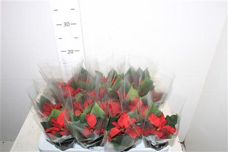 <h4>Euphor Pulcherrim Ov</h4>