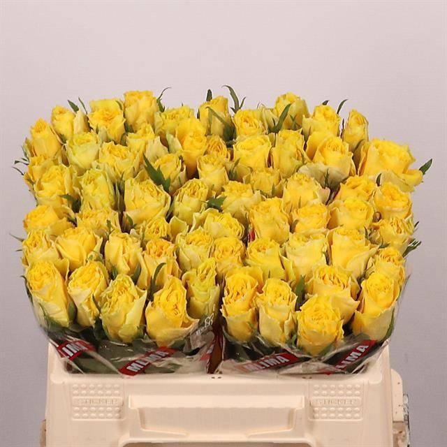 <h4>R GR GOOD TIMES</h4>