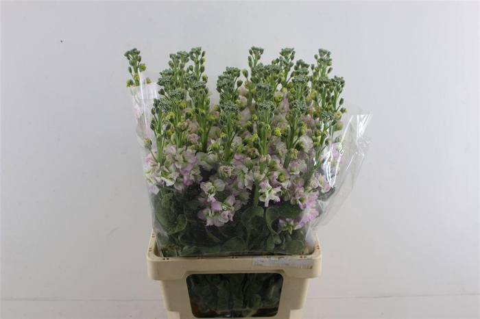 <h4>Matth Iron Blase!</h4>